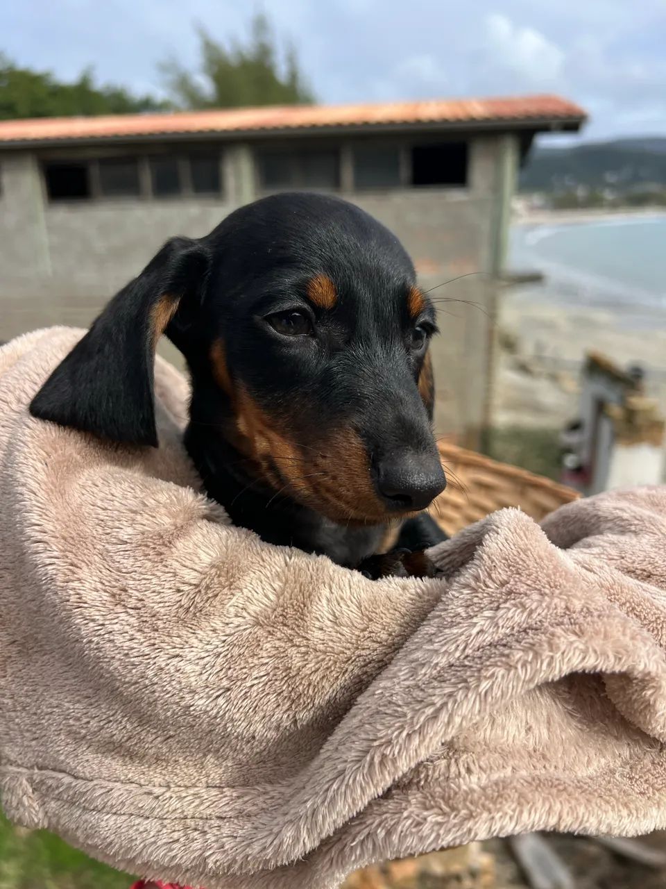 Dachshund (Cofap/Teckel) Macho Black & Tan