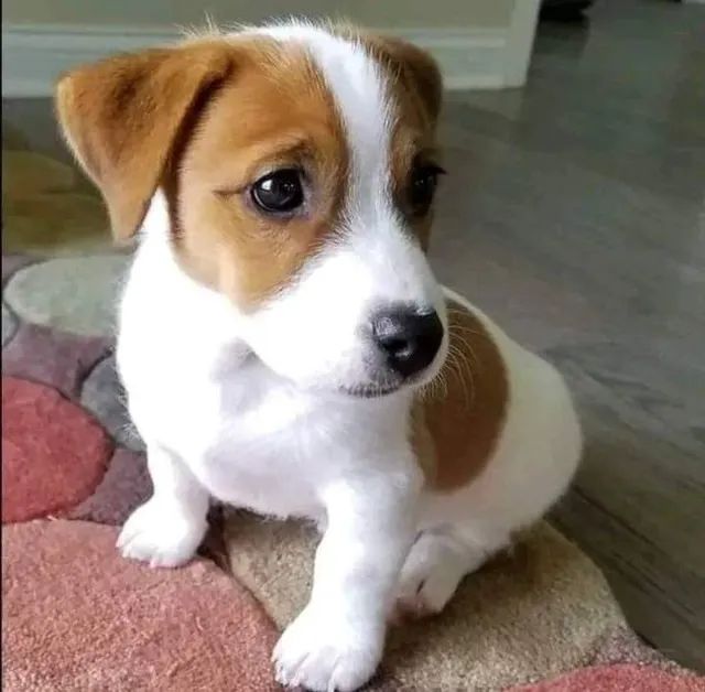 jack russel Sempre alerta