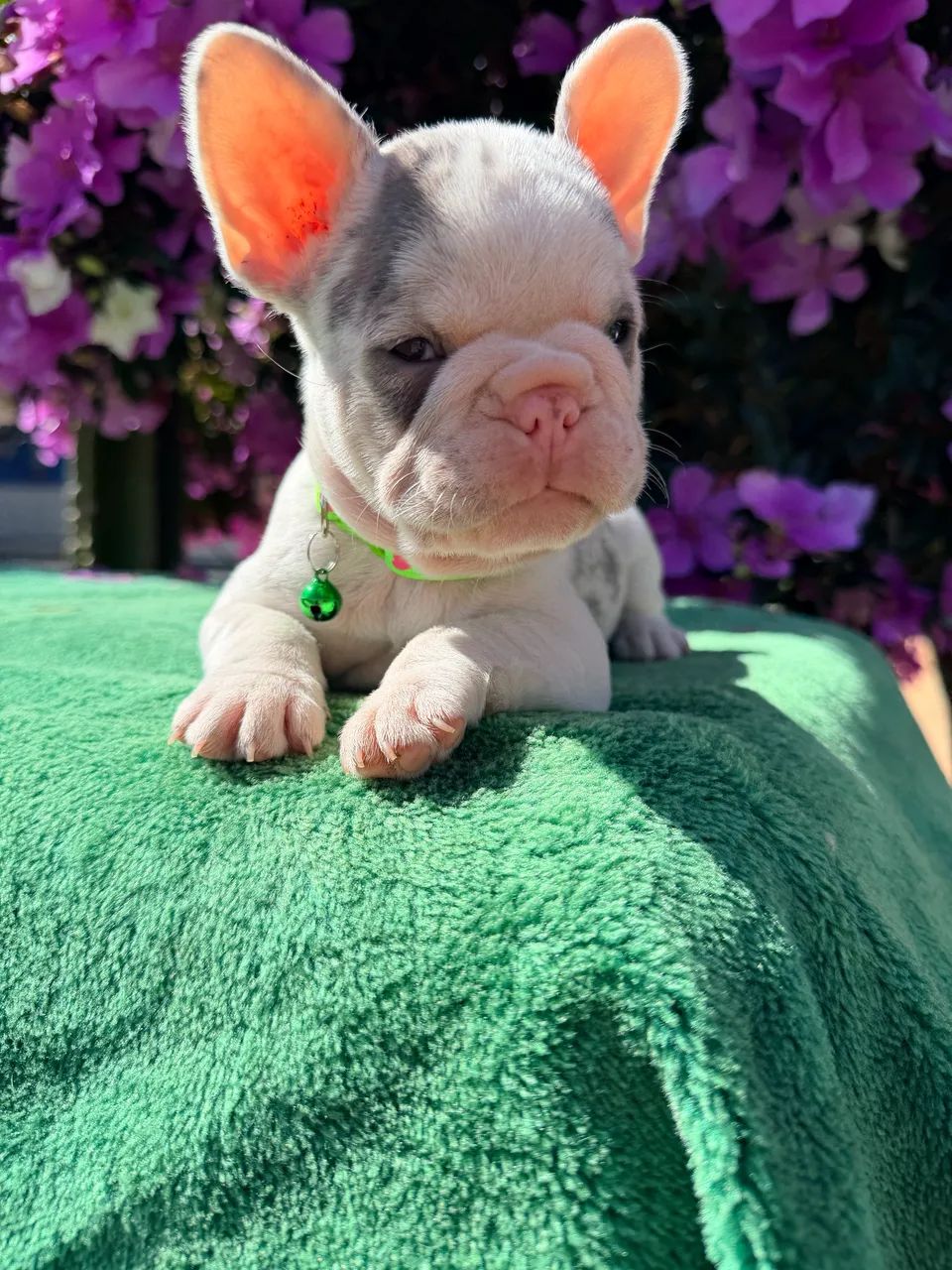 Bulldogue francês  - Foto 5