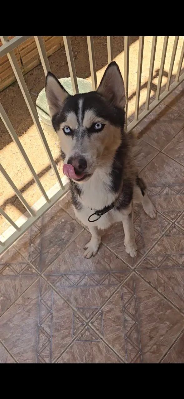 Vende se cachorro - Foto 5