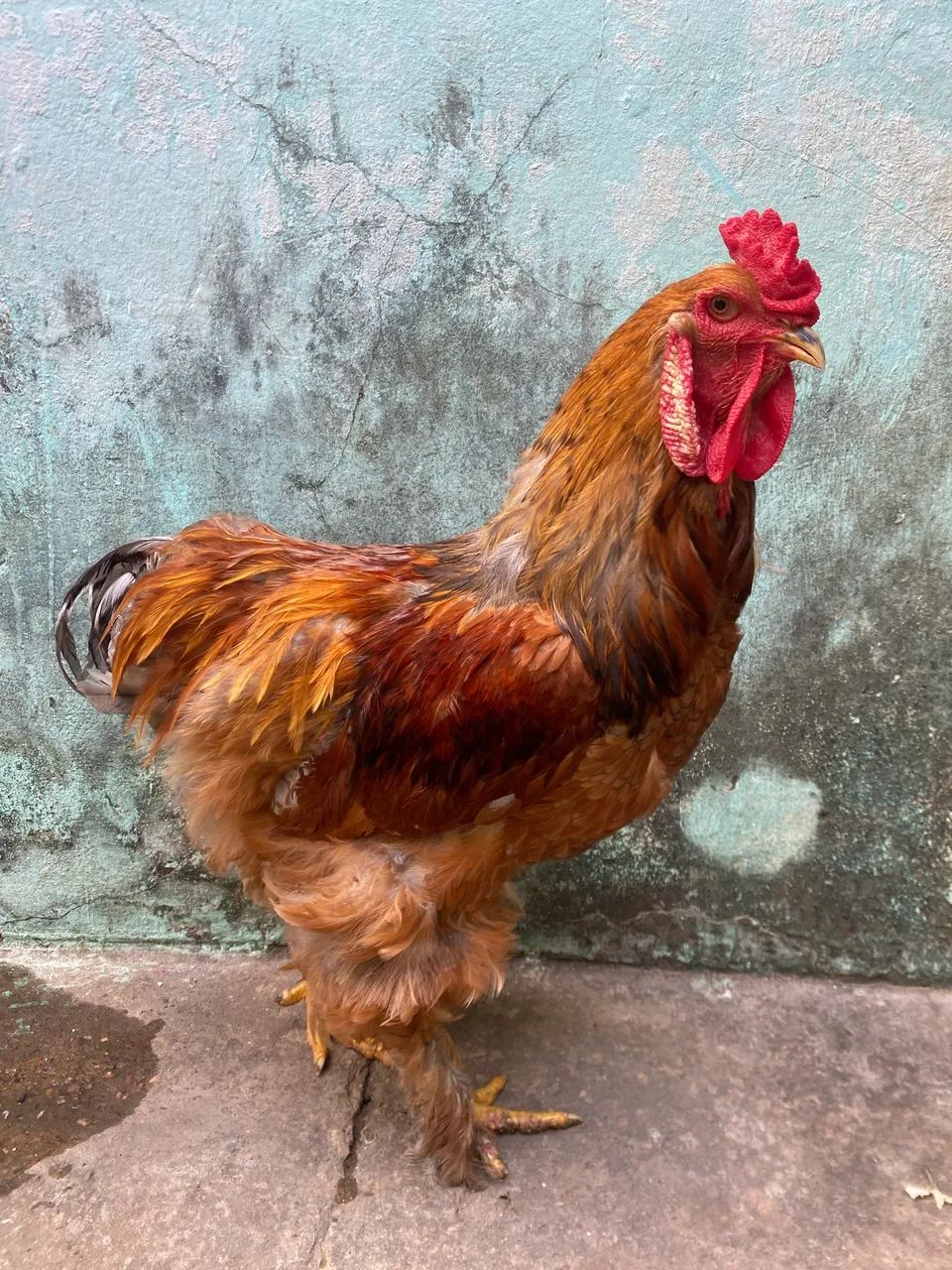 Galo Brahma 