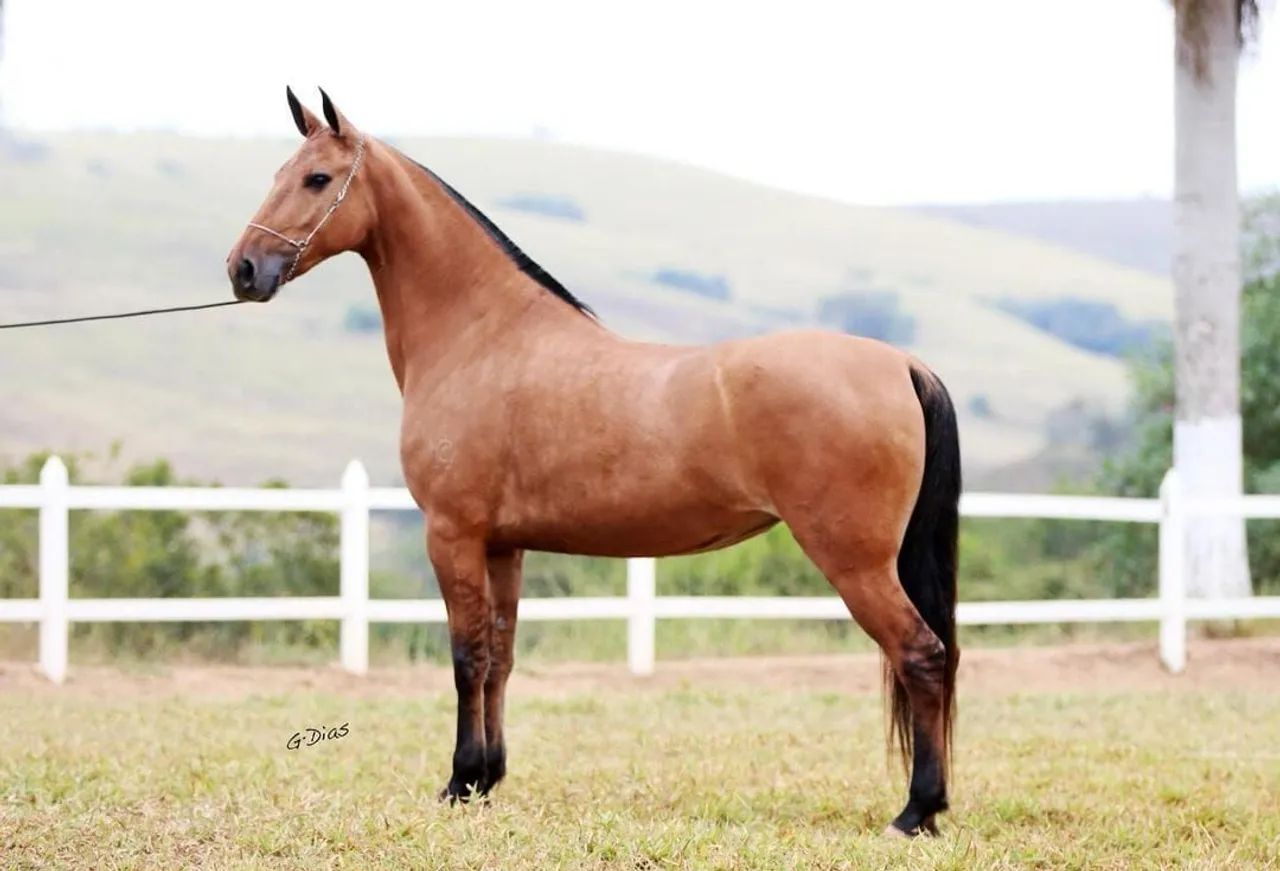 Égua Campolina