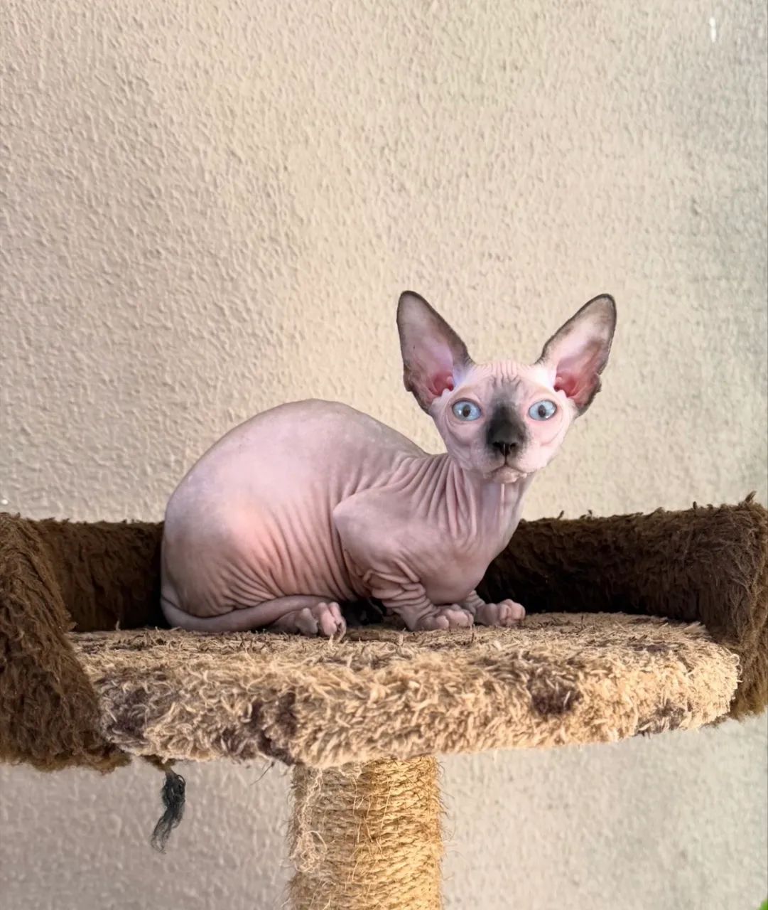 Filhote Sphynx 