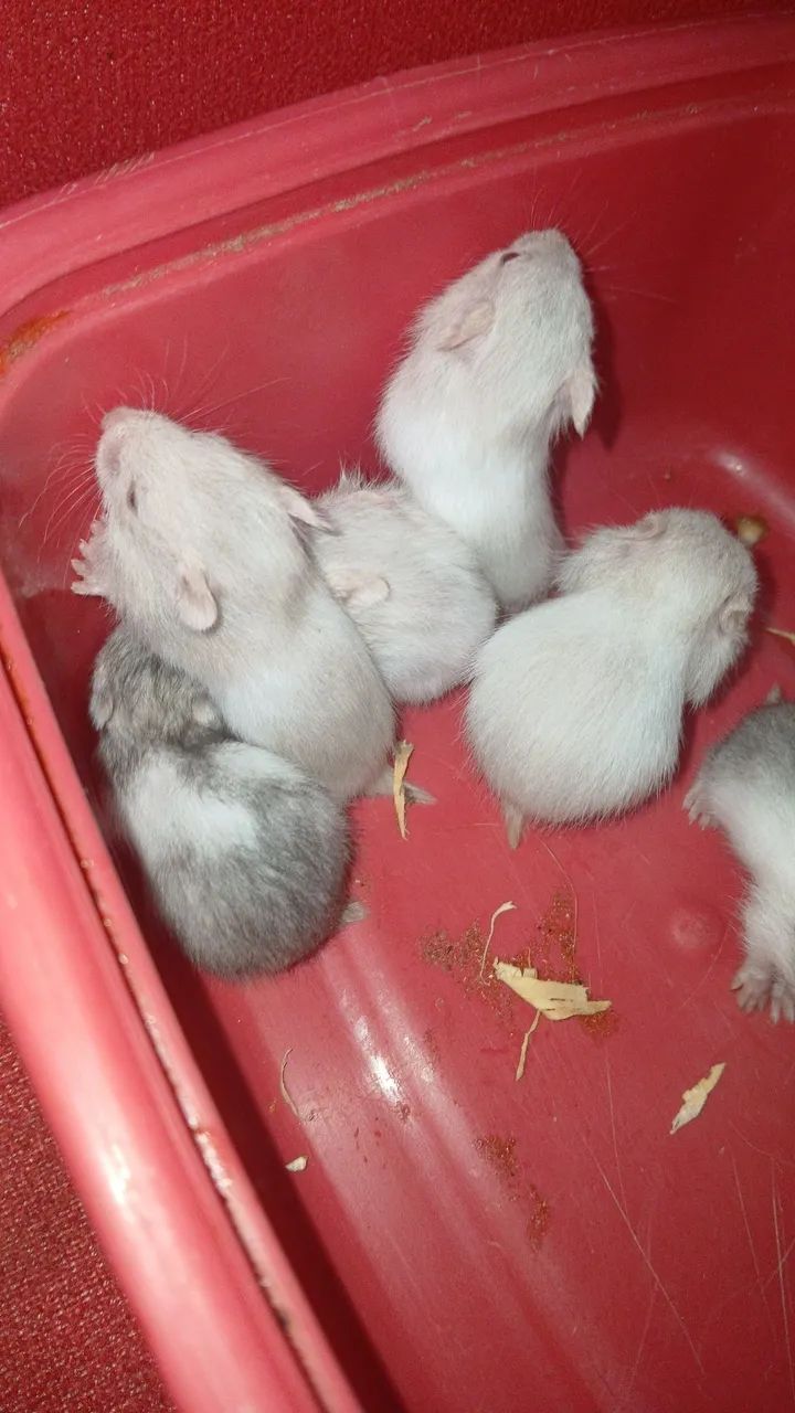 Filhotes de hamster  - Foto 2