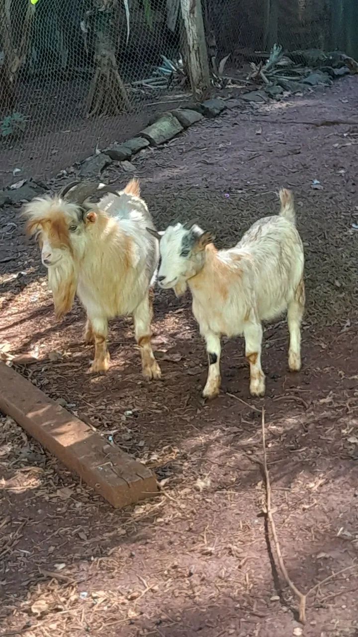 Mini cabras bezerros e muito mais p venda  - Foto 3