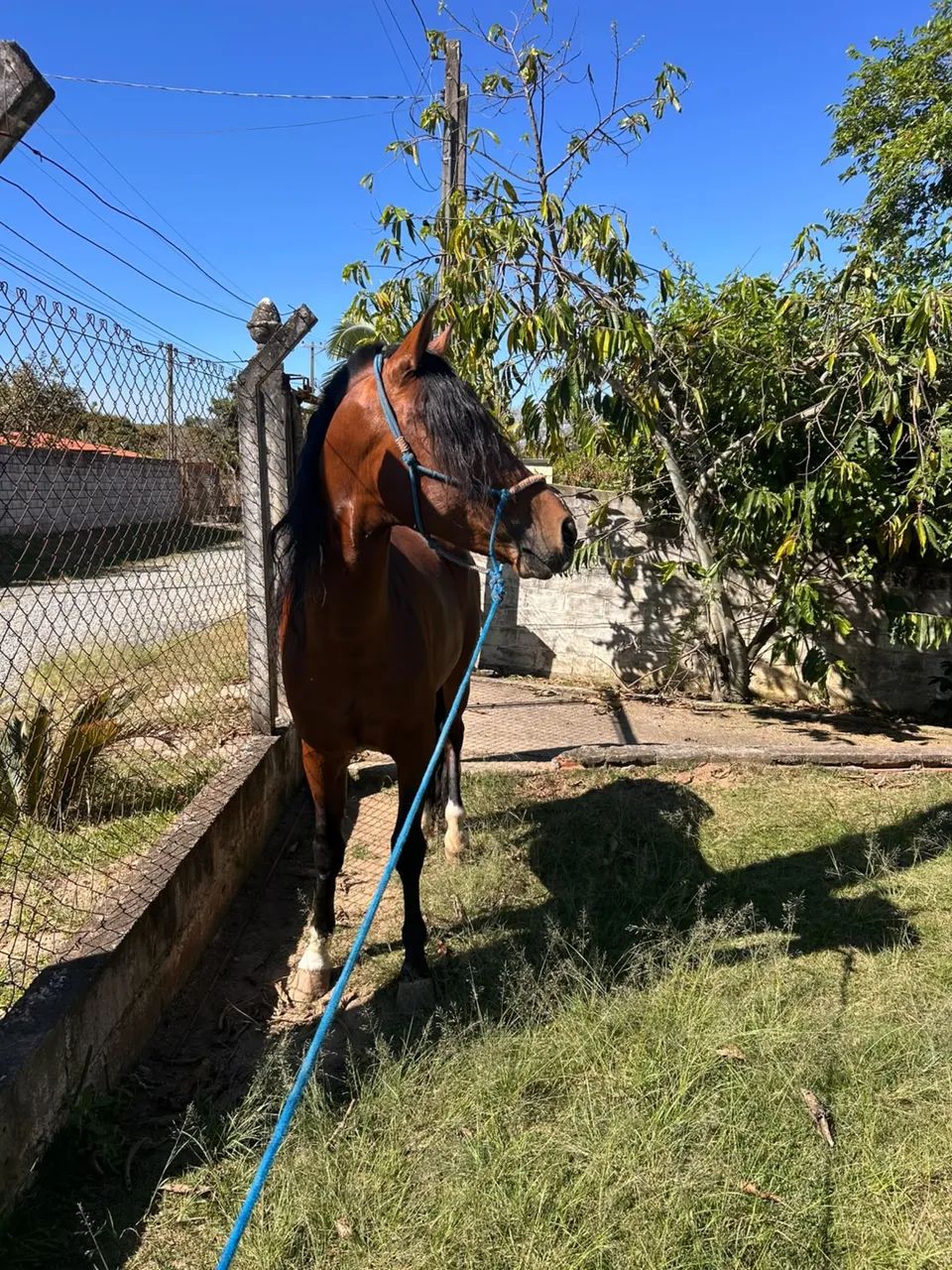CAVALO MARCHA PICADA  - Foto 3