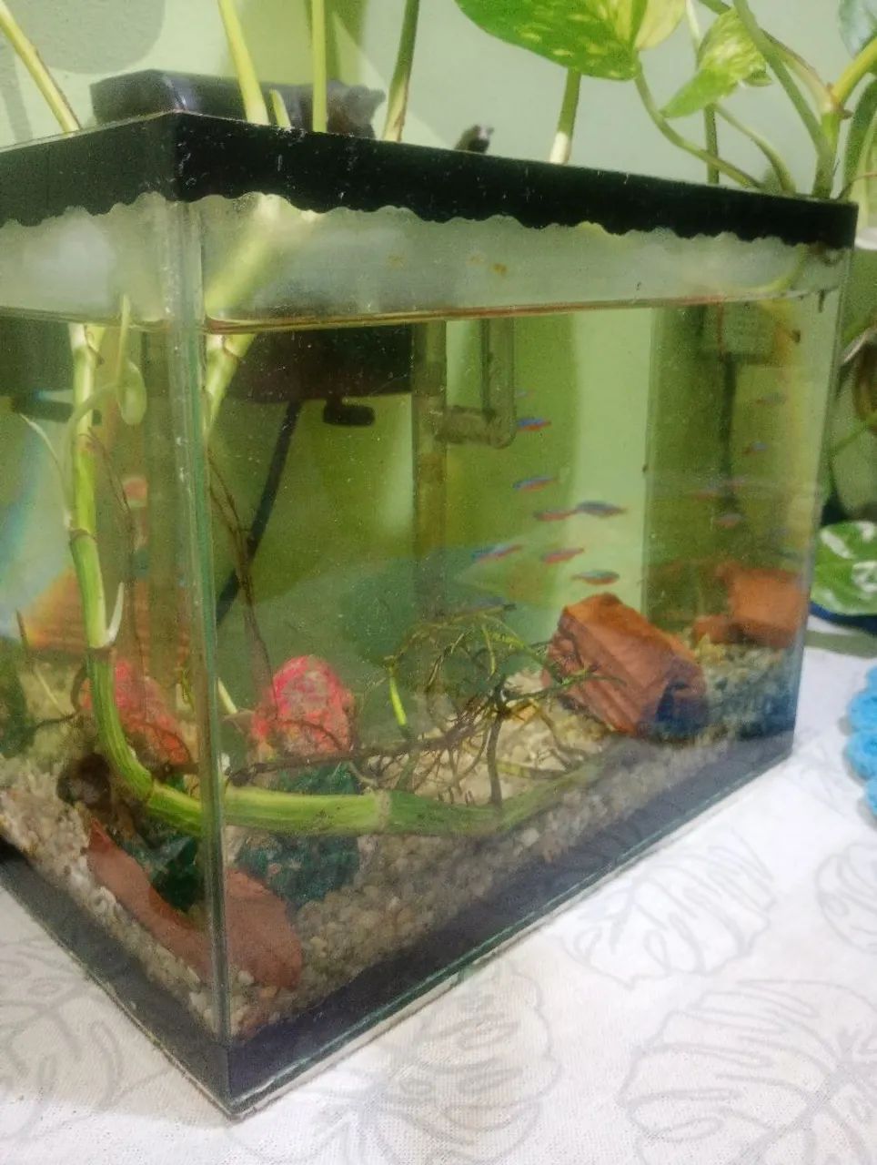 Aquário 9 litros, completo  - Foto 3