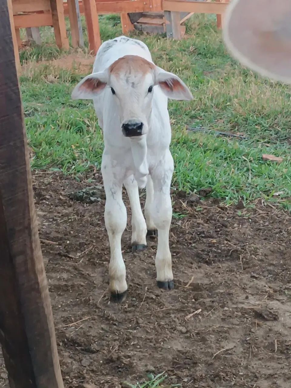 Vaca Nelore com bezerro  - Foto 3