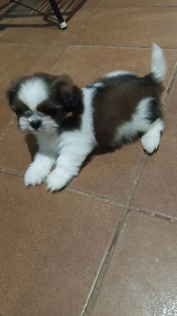 Cachorro 
