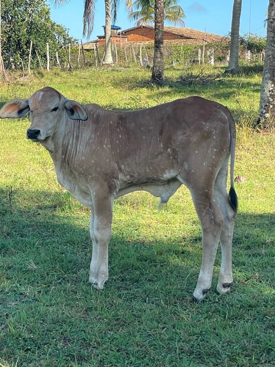 Vaca parida - Foto 3