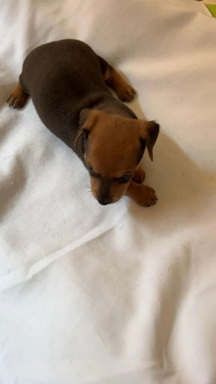 Pinscher  - Foto 3