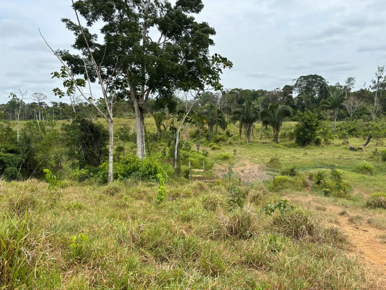 Vendo terra no ramal linha nova  28 km de ramal - Foto 5