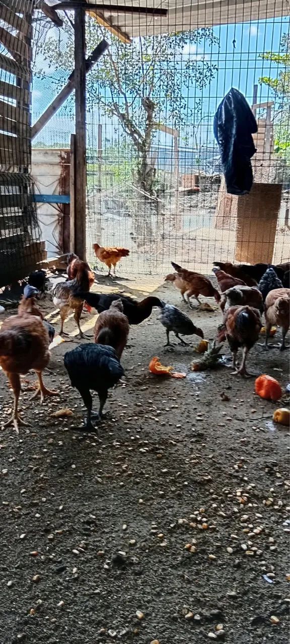 Vendo frangos e frangas