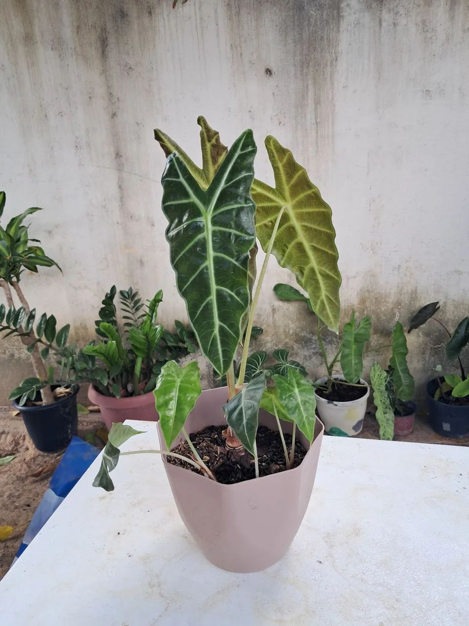 Planta  - Foto 2