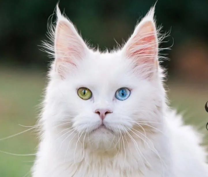 Filhotes de maeni coon brancos heterocromia 