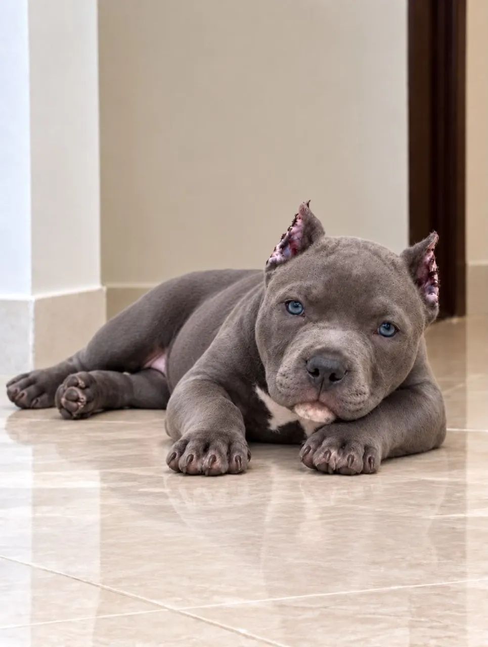 AMERICAN BULLY - Foto 2