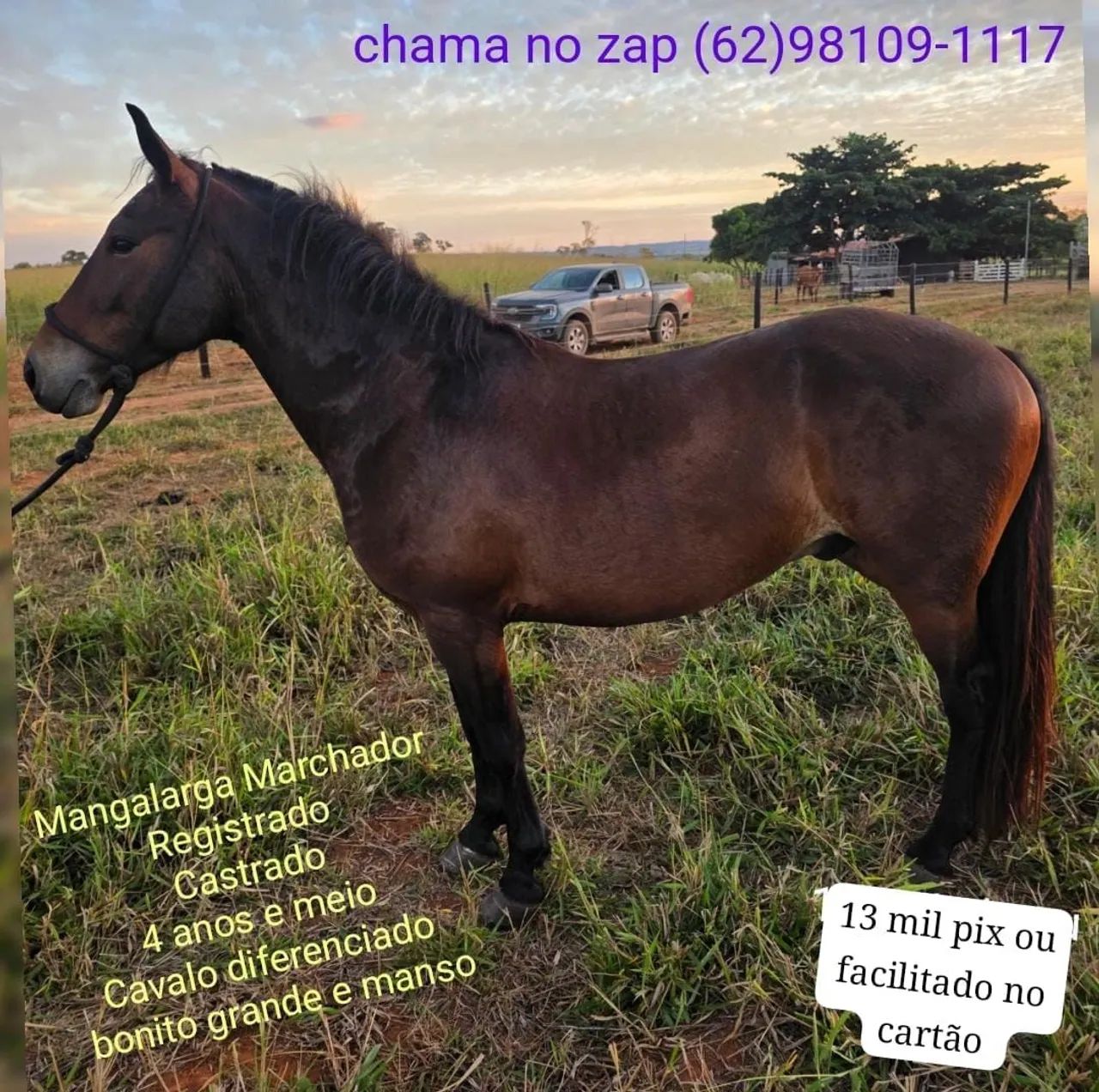 Cavalo MM Mangalarga de presença (Marcha batida, Bonito e Registrado) - Foto 5