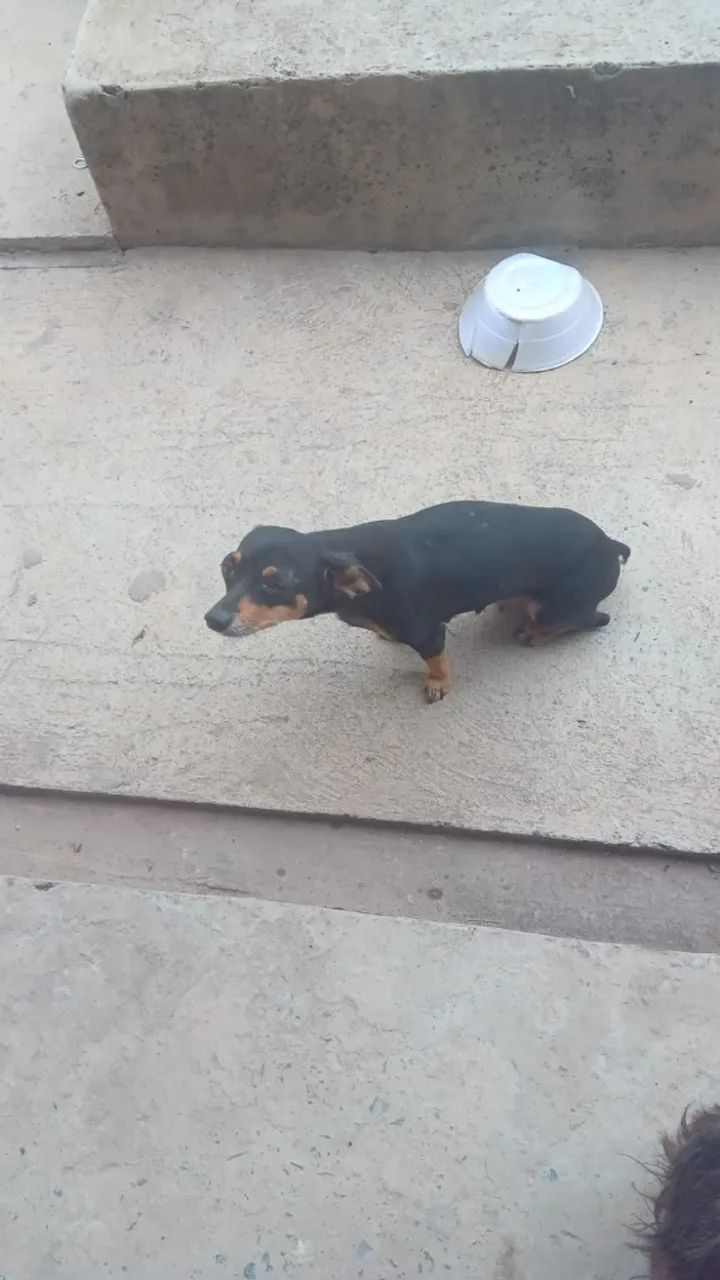 Cachorro - Foto 3
