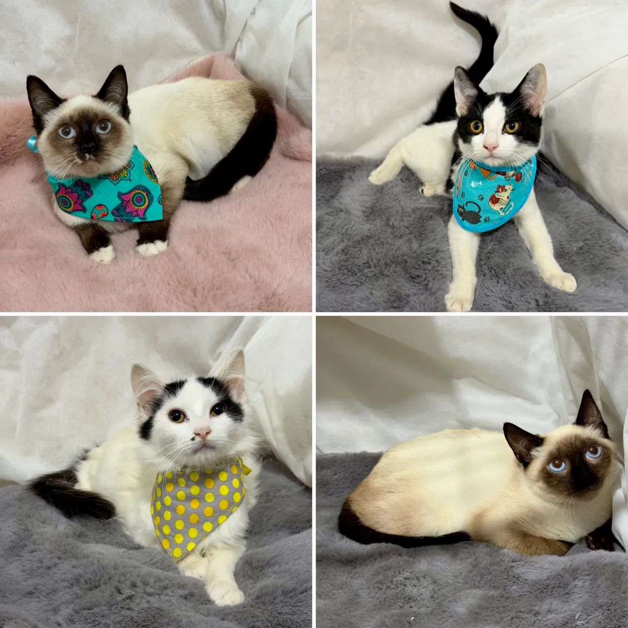 Gatinhos para doação responsável 