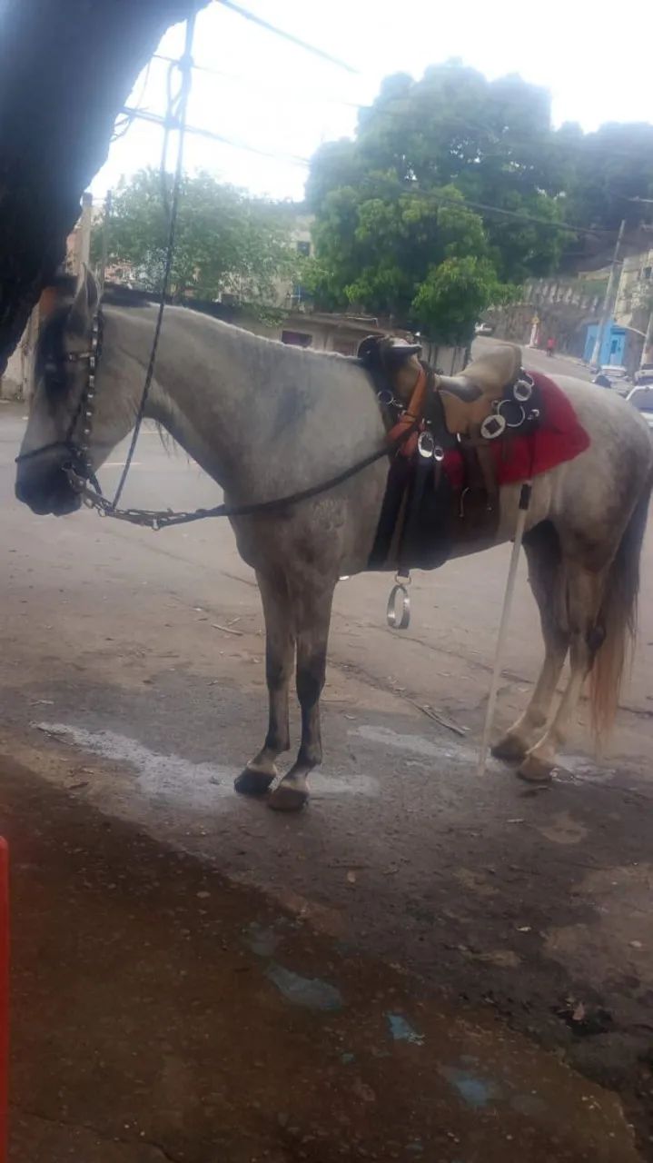 Cavalo mangalarga  - Foto 5