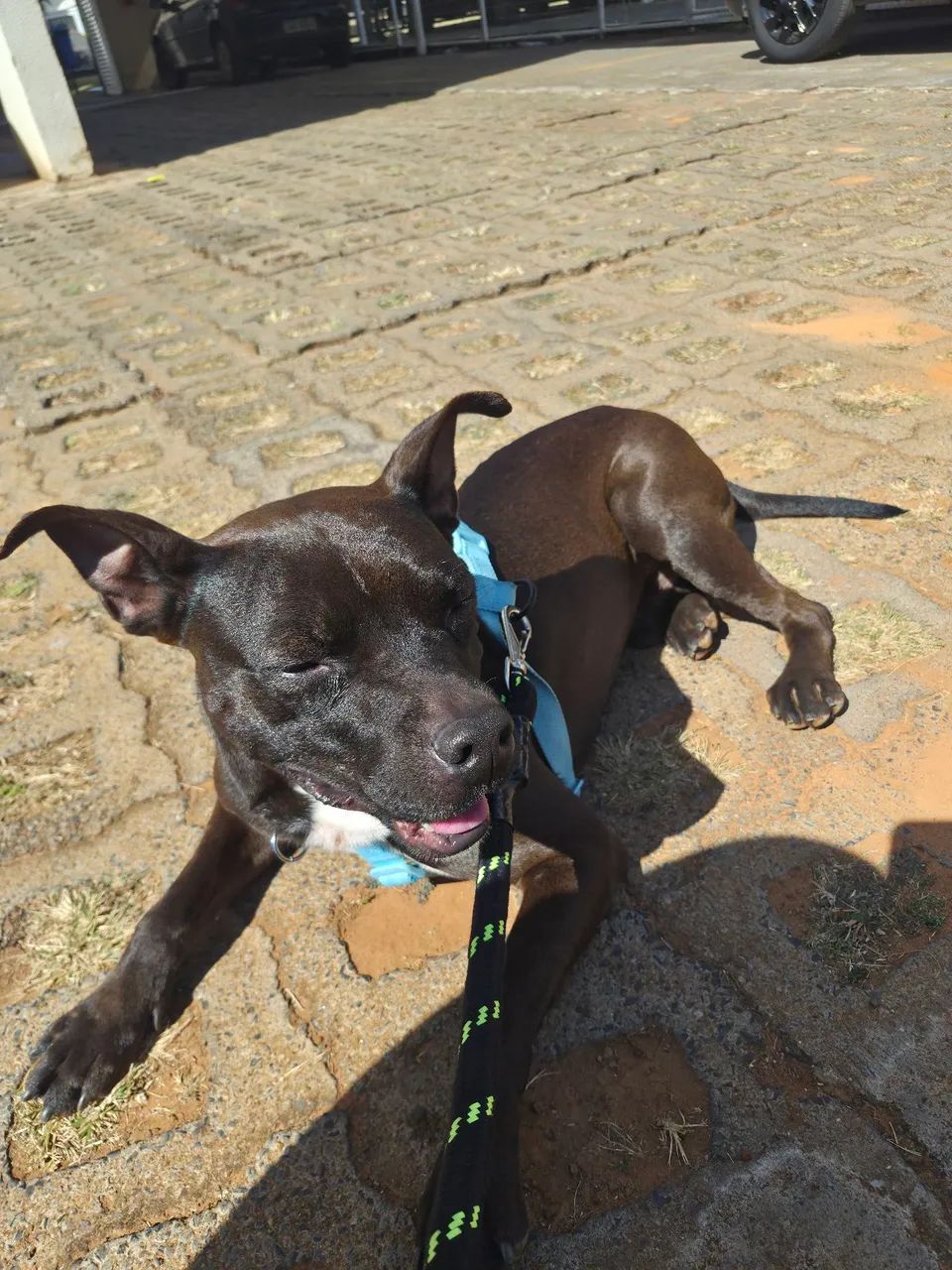 Cachorro para Adoção Responsável - Foto 5