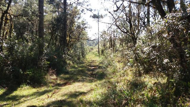 Sitio em Urubici /chacara em Urubici - Foto 2