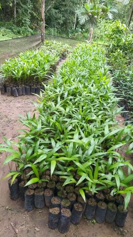 Mudas de plantas frutíferas e florestais - Foto 5
