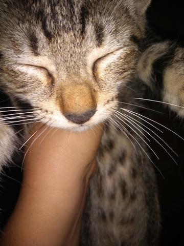 Gatinhos - Foto 4