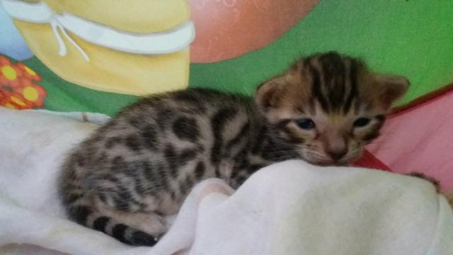 Gato Bengal - Foto 3