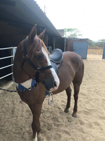 Cavalo de vaquejada - Foto 2