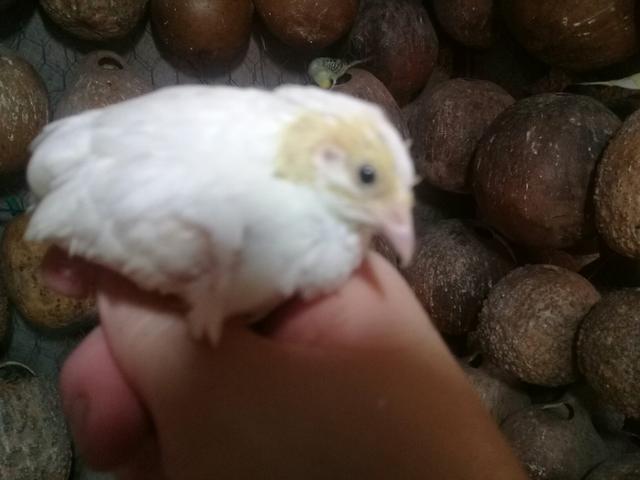 Codornas chinesas