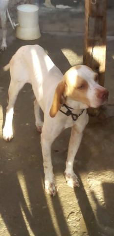 Pointer inglês - Foto 2
