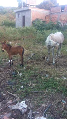 Besta com a burrinha - Foto 5