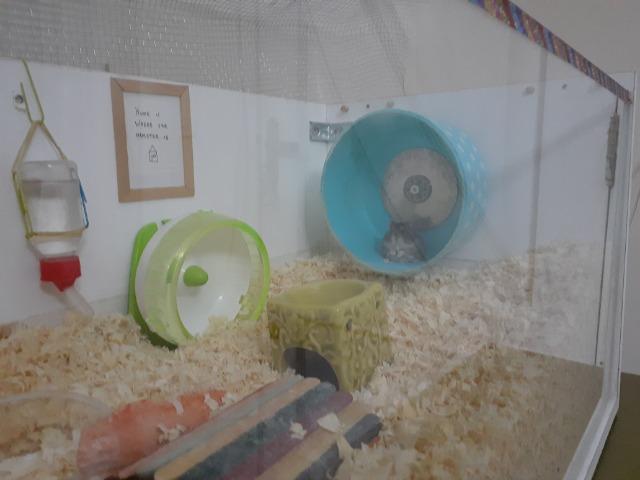 Hamster russo anão machos com aquario lindo - Foto 5