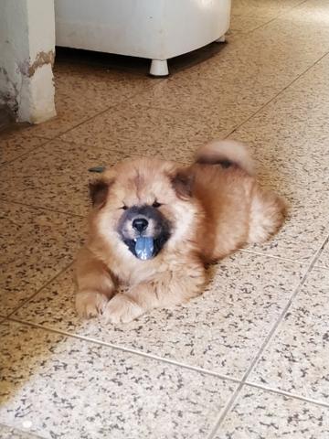 Vendo filhotes de Chow Chow