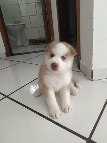 HUSKY siberiano Marrom dos olhos azuus