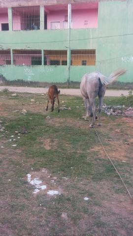 Besta com a burrinha - Foto 3