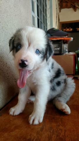 Boder collie com 30 dias de nacido - Foto 5
