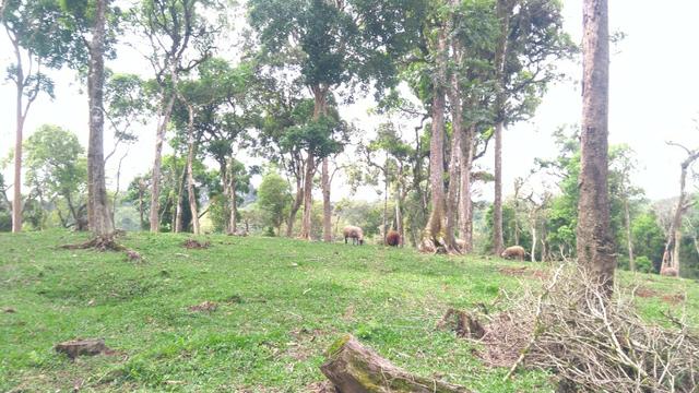 Chacara R$ 310,000.00 Faz. Rio Grande /Mandirituba medindo 20.000.00m2 - Foto 10