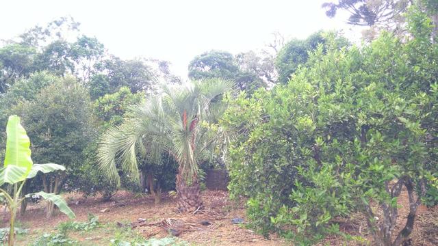 Chacara R$ 310,000.00 Faz. Rio Grande /Mandirituba medindo 20.000.00m2 - Foto 16