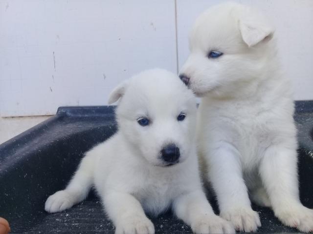 Filhotes de husky, pais com pedegree.vacinado e vermifugados - Foto 4
