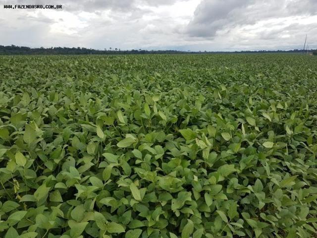 Fazenda dupla aptidão para vendas rondonia para amazonas