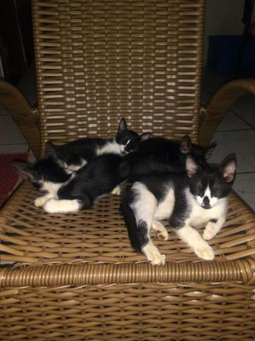 Doação de gatinhos - Foto 4