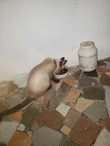 Gata siamês pura 5 meses - Foto 2
