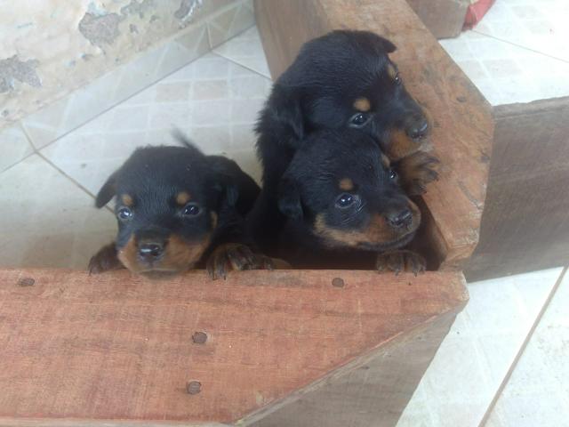 Filhotes de rottweiler - Foto 2