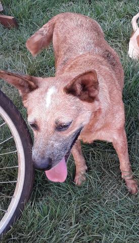Filhotes de Blue e Red Heeler - Foto 2