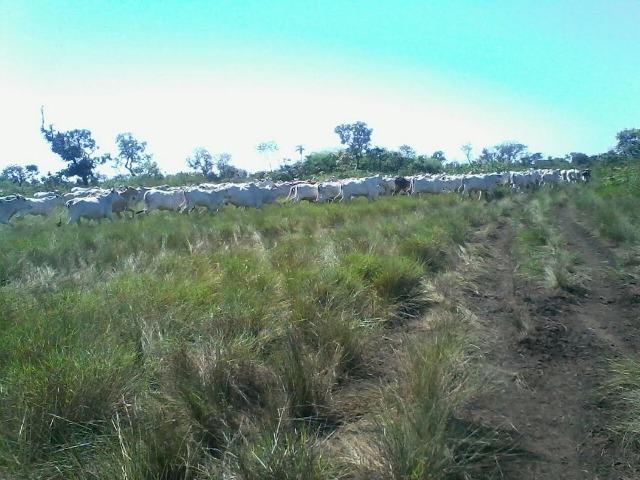Fazenda em Luciara, MT - Foto 10