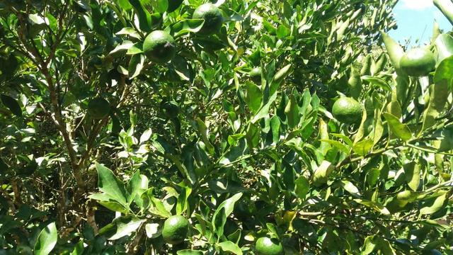 Linda área em Viana 5.000m2 - Foto 3