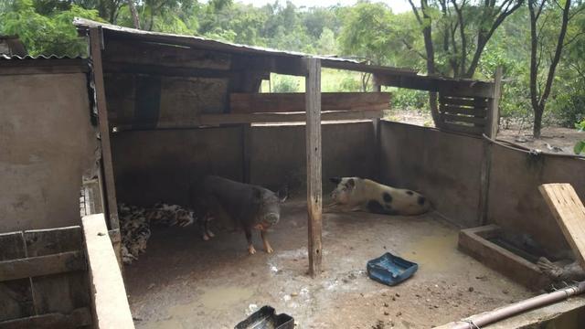Vendo chácara 350 mil - Foto 4