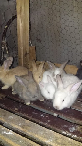 VENDE SE COELHOS